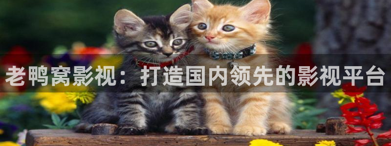 孙悟空的小视频：老鸭窝影视：打造国内领先的影视平台